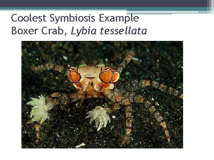 Coolest Symbiosis Example Boxer Crab, Lybia tessellata 