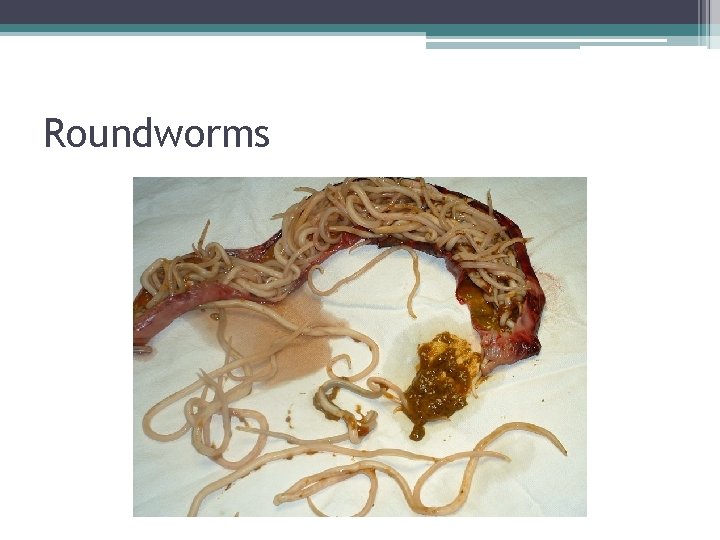 Roundworms 