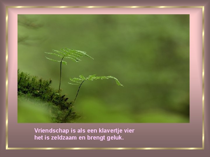 Vriendschap is als een klavertje vier het is zeldzaam en brengt geluk. 