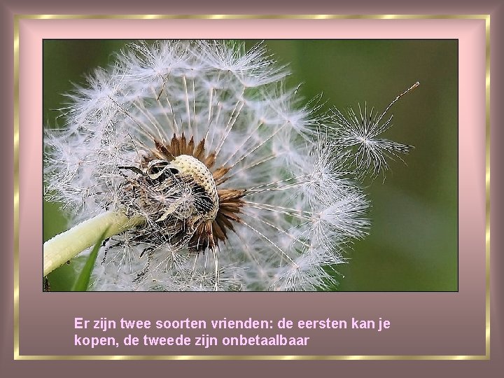 Er zijn twee soorten vrienden: de eersten kan je kopen, de tweede zijn onbetaalbaar