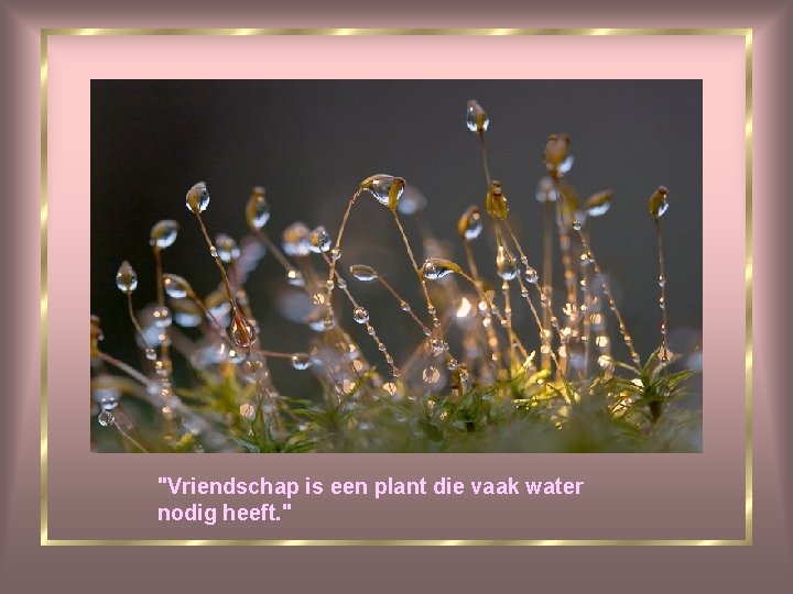 "Vriendschap is een plant die vaak water nodig heeft. " 