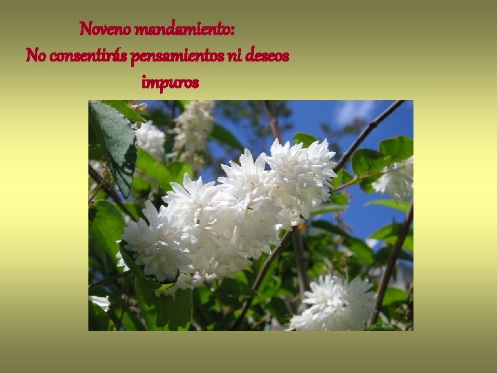 Noveno mandamiento: No consentirás pensamientos ni deseos impuros 