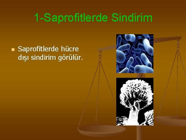 1 -Saprofitlerde Sindirim n Saprofitlerde hücre dışı sindirim görülür. 