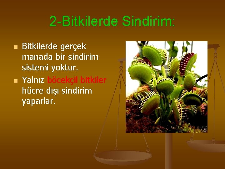 2 -Bitkilerde Sindirim: n n Bitkilerde gerçek manada bir sindirim sistemi yoktur. Yalnız böcekçil