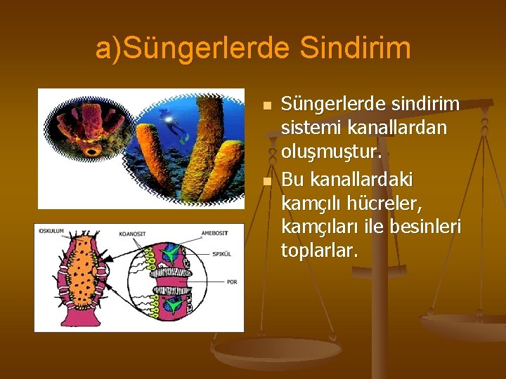 a)Süngerlerde Sindirim n n Süngerlerde sindirim sistemi kanallardan oluşmuştur. Bu kanallardaki kamçılı hücreler, kamçıları