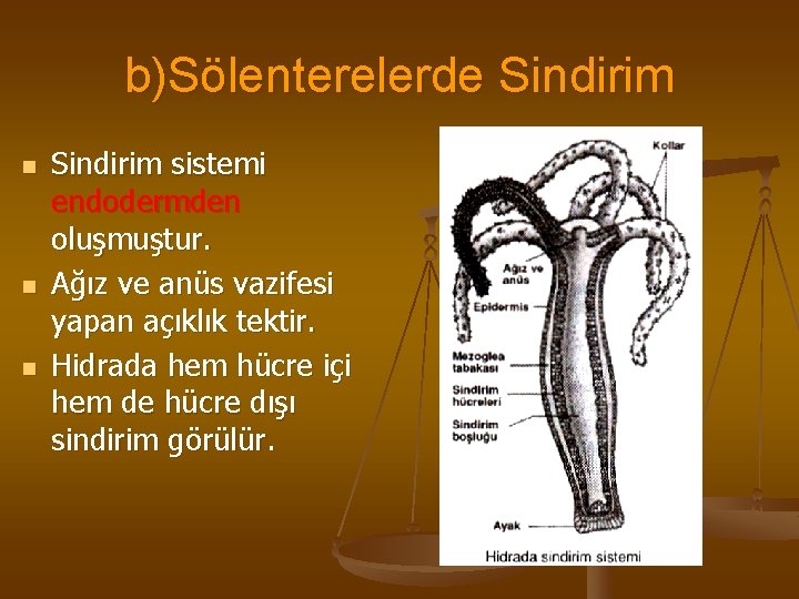 b)Sölenterelerde Sindirim n n n Sindirim sistemi endodermden oluşmuştur. Ağız ve anüs vazifesi yapan