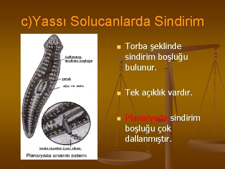 c)Yassı Solucanlarda Sindirim n n n Torba şeklinde sindirim boşluğu bulunur. Tek açıklık vardır.