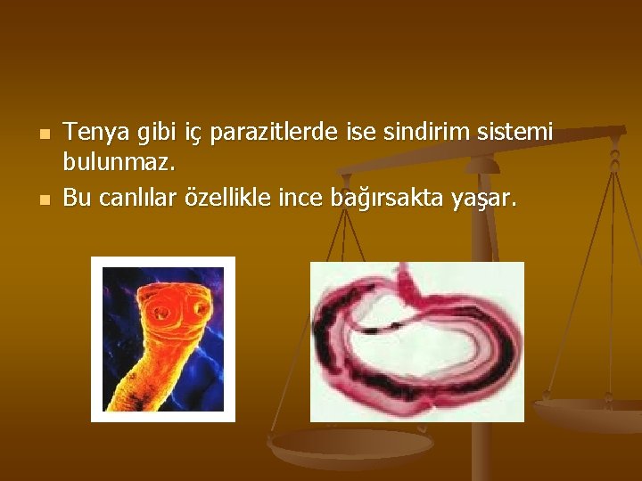 n n Tenya gibi iç parazitlerde ise sindirim sistemi bulunmaz. Bu canlılar özellikle ince