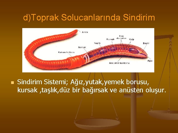 d)Toprak Solucanlarında Sindirim n Sindirim Sistemi; Ağız, yutak, yemek borusu, kursak , taşlık, düz