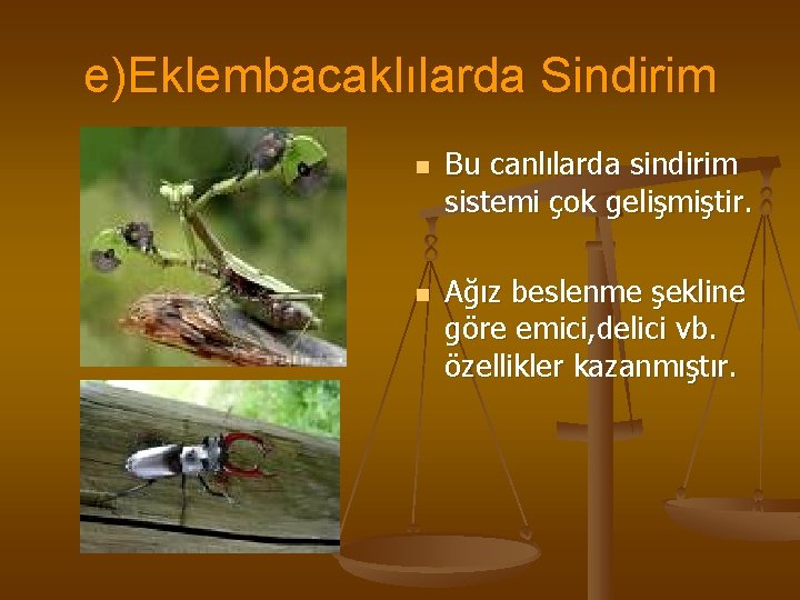 e)Eklembacaklılarda Sindirim n n Bu canlılarda sindirim sistemi çok gelişmiştir. Ağız beslenme şekline göre