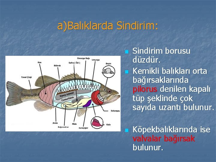 a)Balıklarda Sindirim: n n n Sindirim borusu düzdür. Kemikli balıkları orta bağırsaklarında pilorus denilen