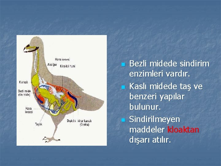 n n n Bezli midede sindirim enzimleri vardır. Kaslı midede taş ve benzeri yapılar