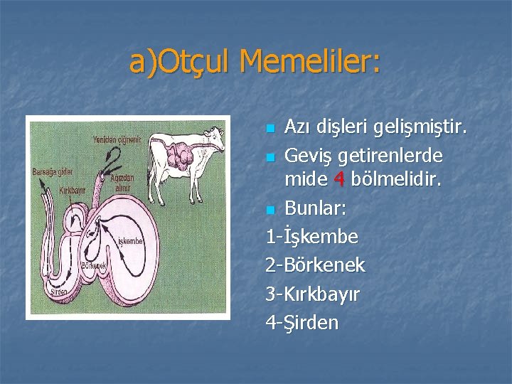 a)Otçul Memeliler: Azı dişleri gelişmiştir. n Geviş getirenlerde mide 4 bölmelidir. n Bunlar: 1