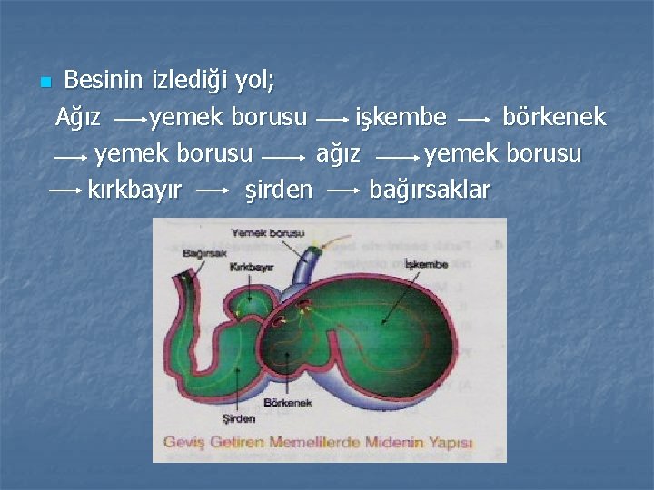 n Besinin izlediği yol; Ağız yemek borusu işkembe börkenek yemek borusu ağız yemek borusu