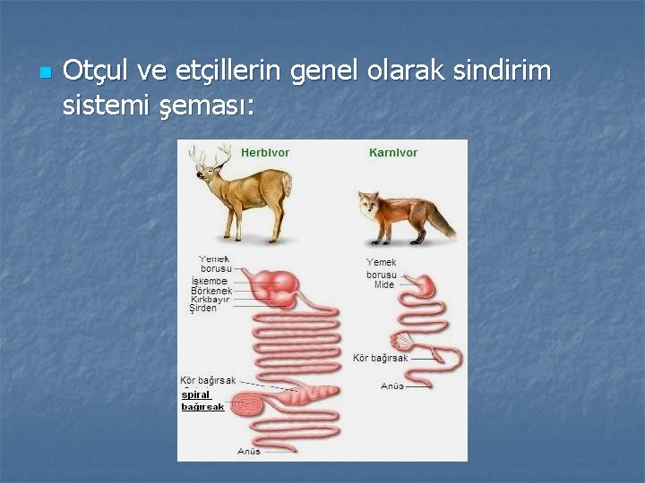 n Otçul ve etçillerin genel olarak sindirim sistemi şeması: 