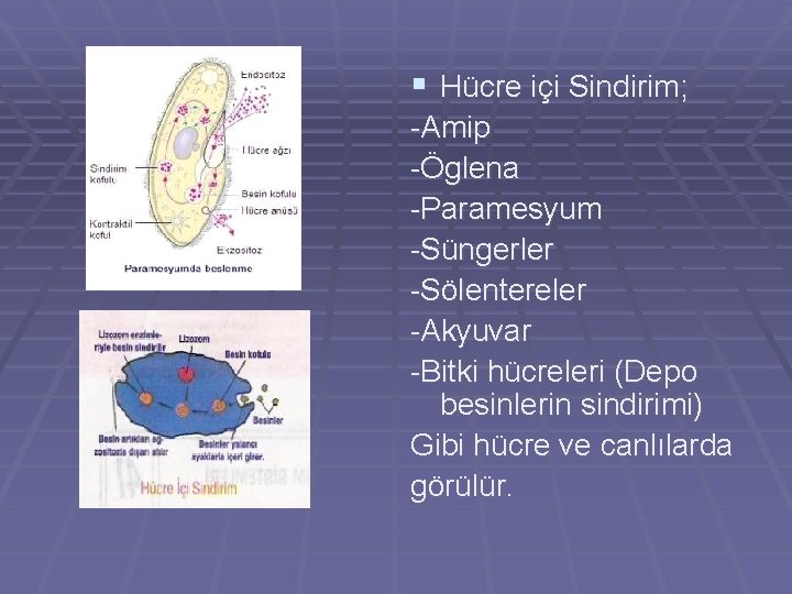 § Hücre içi Sindirim; -Amip -Öglena -Paramesyum -Süngerler -Sölentereler -Akyuvar -Bitki hücreleri (Depo besinlerin