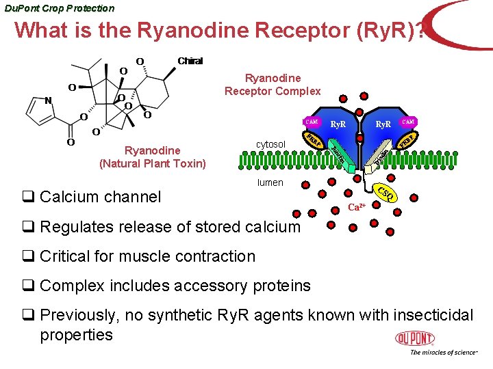 Du. Pont Crop Protection What is the Ryanodine Receptor (Ry. R)? Ryanodine Receptor Complex