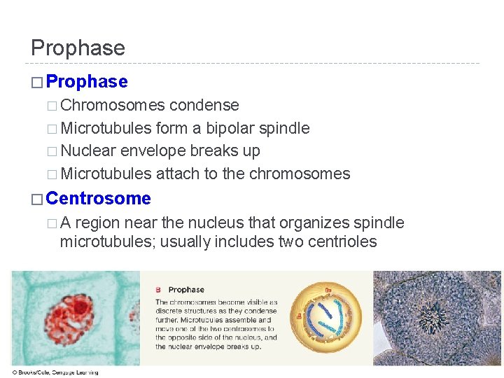 Prophase � Chromosomes condense � Microtubules form a bipolar spindle � Nuclear envelope breaks