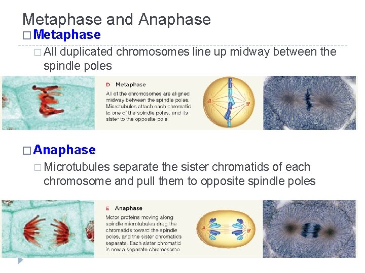 Metaphase and Anaphase � Metaphase � All duplicated chromosomes line up midway between the