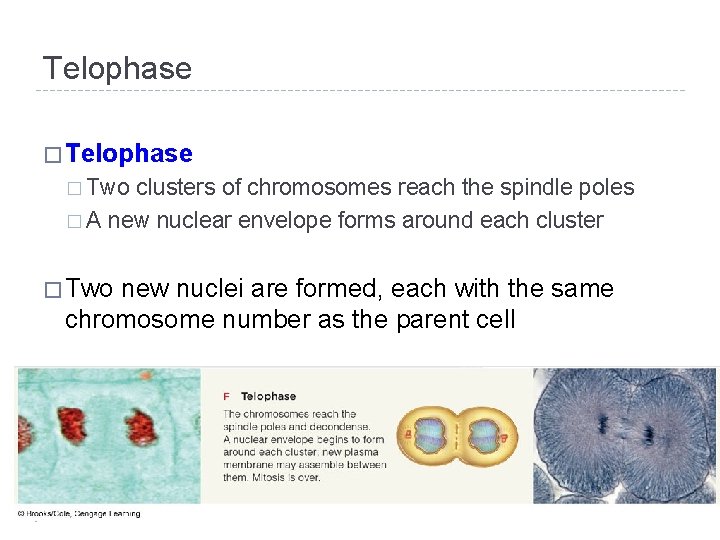 Telophase � Two clusters of chromosomes reach the spindle poles � A new nuclear