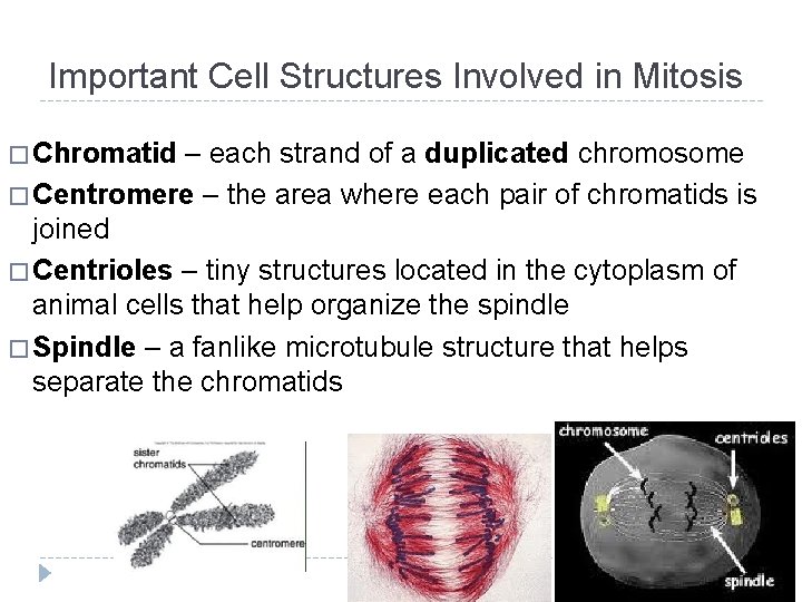 Important Cell Structures Involved in Mitosis � Chromatid – each strand of a duplicated