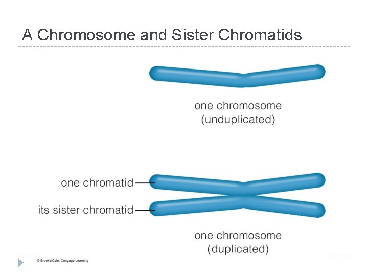 A Chromosome and Sister Chromatids 