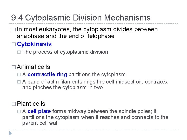 9. 4 Cytoplasmic Division Mechanisms � In most eukaryotes, the cytoplasm divides between anaphase