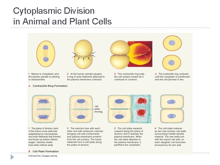 Cytoplasmic Division in Animal and Plant Cells 