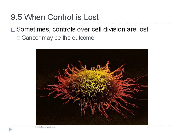 9. 5 When Control is Lost � Sometimes, � Cancer controls over cell division