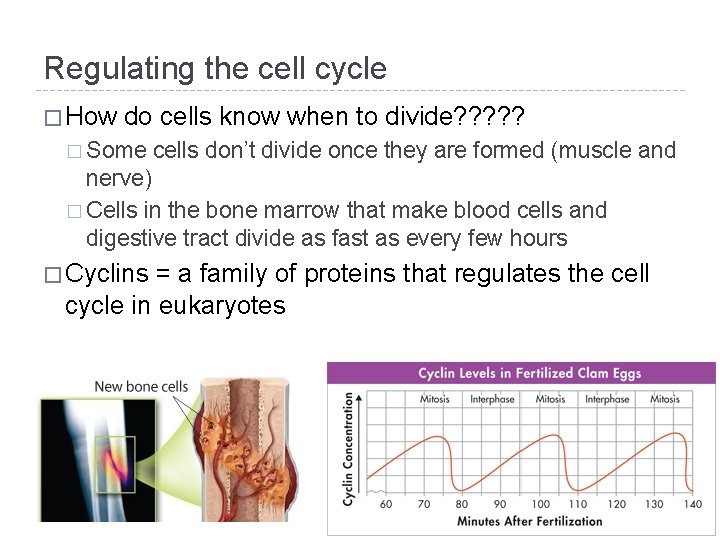Regulating the cell cycle � How do cells know when to divide? ? ?