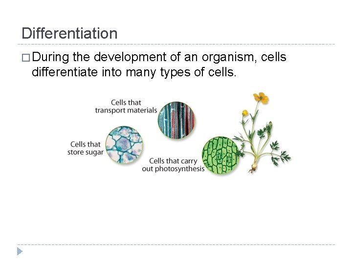 Differentiation � During the development of an organism, cells differentiate into many types of