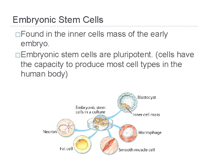 Embryonic Stem Cells � Found in the inner cells mass of the early embryo.