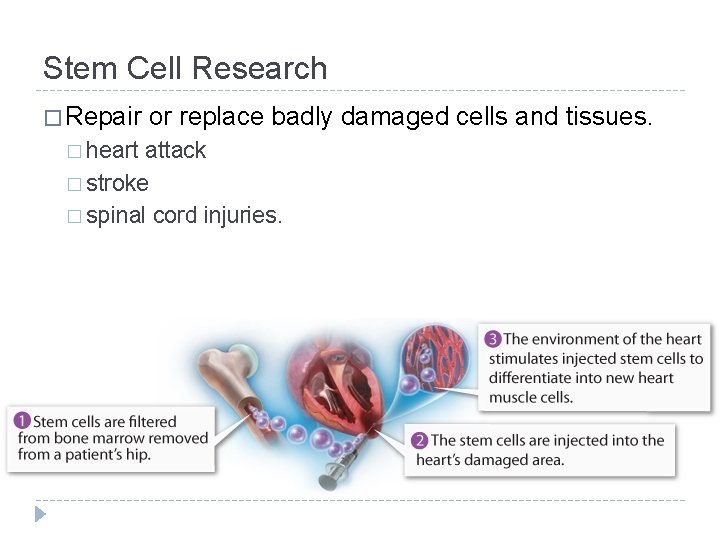 Stem Cell Research � Repair � heart or replace badly damaged cells and tissues.