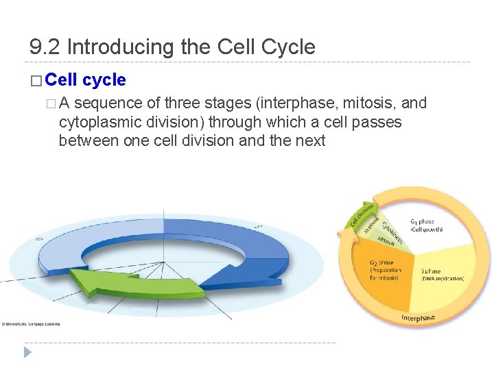 9. 2 Introducing the Cell Cycle � Cell �A cycle sequence of three stages
