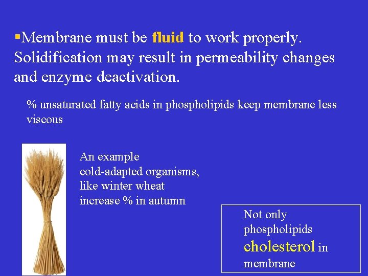 §Membrane must be fluid to work properly. Solidification may result in permeability changes and