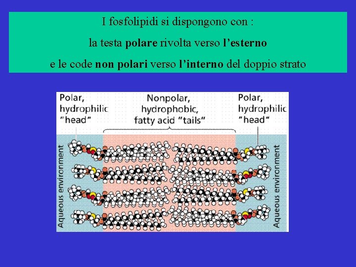 I fosfolipidi si dispongono con : la testa polare rivolta verso l’esterno e le