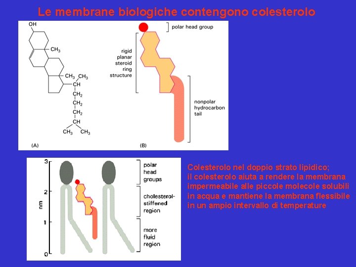 Le membrane biologiche contengono colesterolo Colesterolo nel doppio strato lipidico; il colesterolo aiuta a