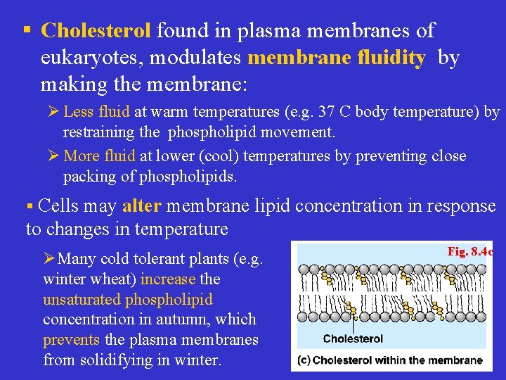 § Cholesterol found in plasma membranes of eukaryotes, modulates membrane fluidity by making the