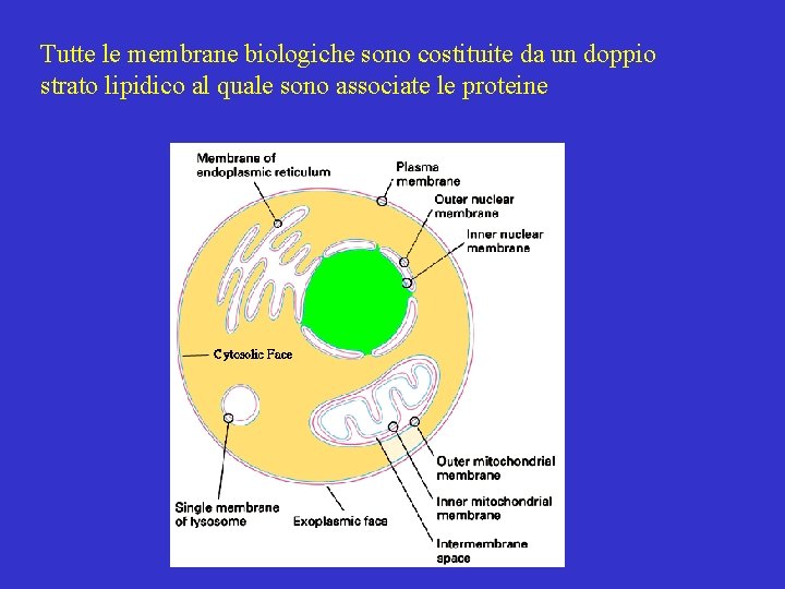 Tutte le membrane biologiche sono costituite da un doppio strato lipidico al quale sono