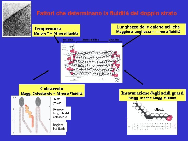 Membrane cellulari: Fattori che determinano la fluidità del doppio strato Lunghezza delle catene aciliche