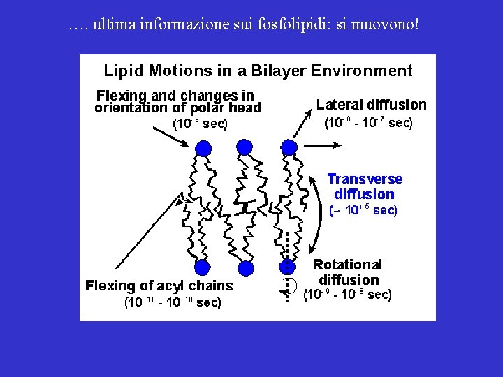 …. ultima informazione sui fosfolipidi: si muovono! 