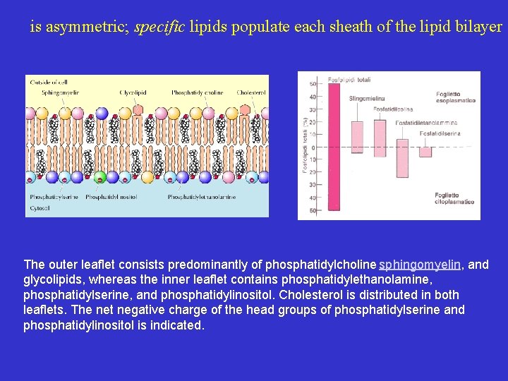 is asymmetric; specific lipids populate each sheath of the lipid bilayer The outer leaflet