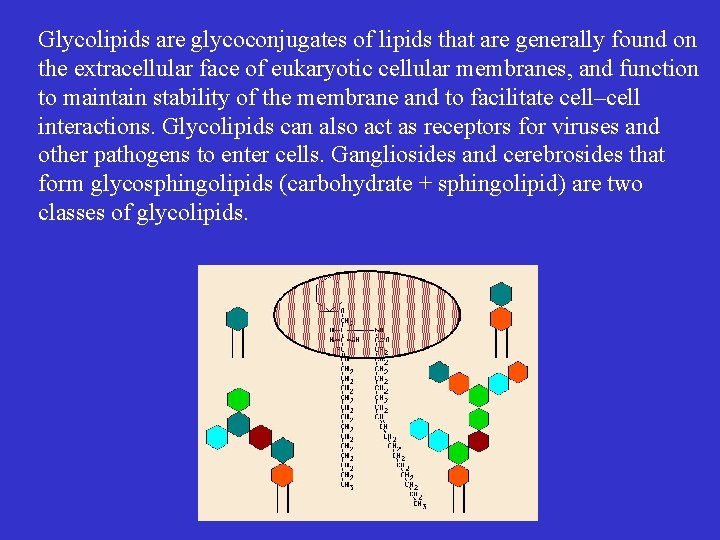 Glycolipids are glycoconjugates of lipids that are generally found on the extracellular face of