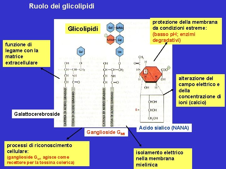 Ruolo dei glicolipidi Glicolipidi funzione di legame con la matrice extracellulare protezione della membrana