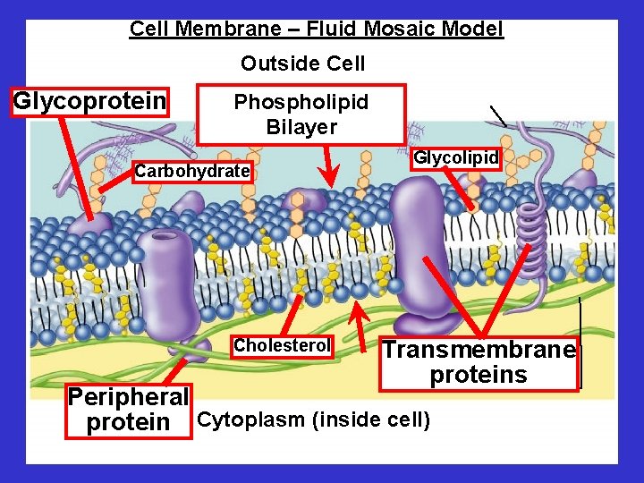 Cell Membrane – Fluid Mosaic Model Outside Cell Glycoprotein Phospholipid Bilayer Carbohydrate Cholesterol Glycolipid