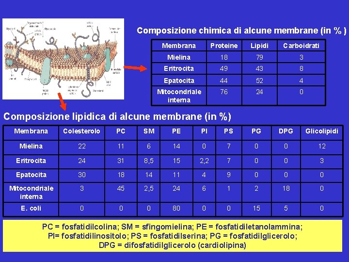 Le membrane cellulari hanno differente composizione Composizione chimica di alcune membrane (in % )