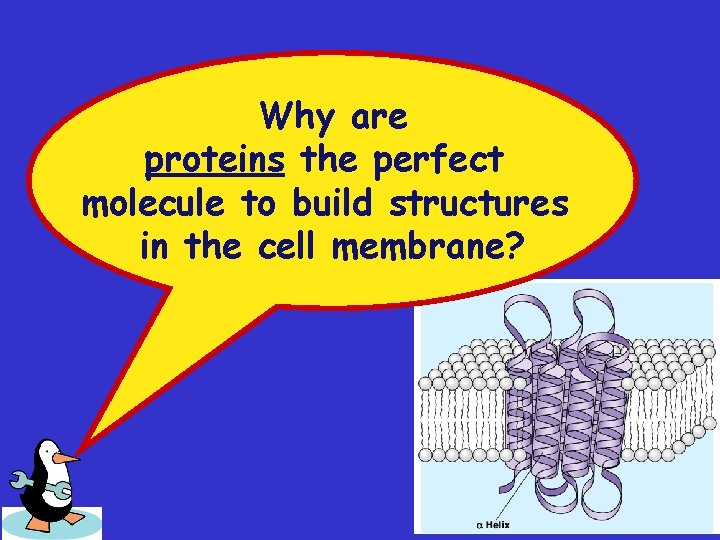 Why are proteins the perfect molecule to build structures in the cell membrane? 2007