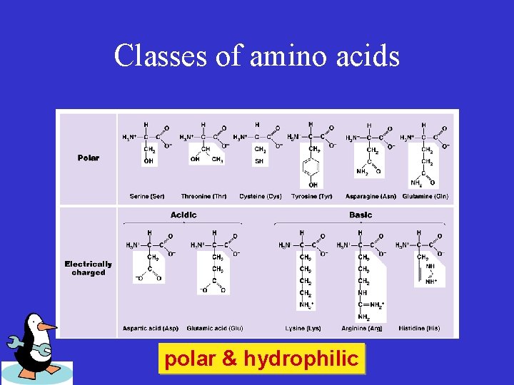 Classes of amino acids polar & hydrophilic 