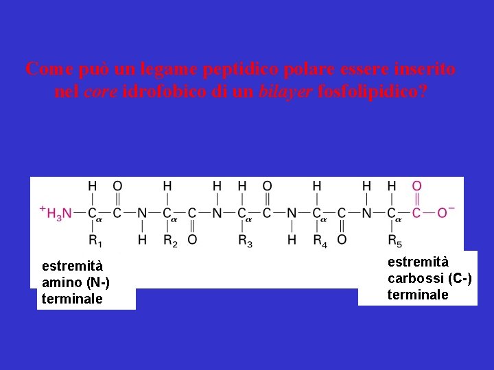 Come può un legame peptidico polare essere inserito nel core idrofobico di un bilayer