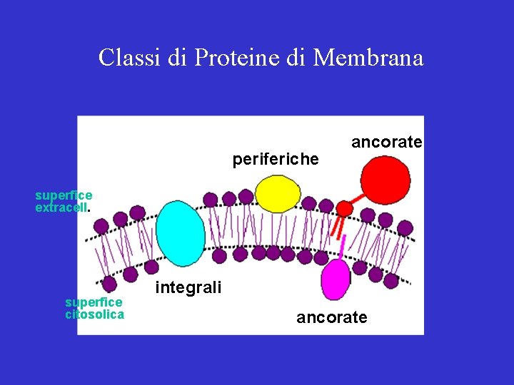 Classi di Proteine di Membrana periferiche ancorate superfice extracell. superfice citosolica integrali ancorate 